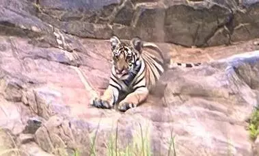 MP sees record 3rd successful tiger reintroduction after Panna, Nauradehi, state gets 9th tiger reserve