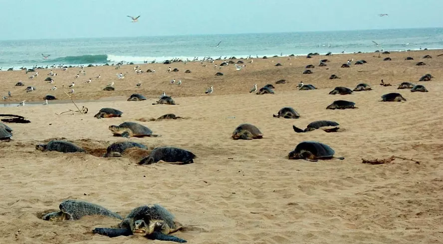 Olive Ridley Turtles Lay Eggs at Eakakulanasi Island After 33 Years