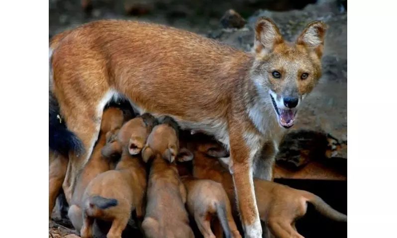 Vizag Zoo Initiates Breeding of Endangered Asiatic Wild Dogs