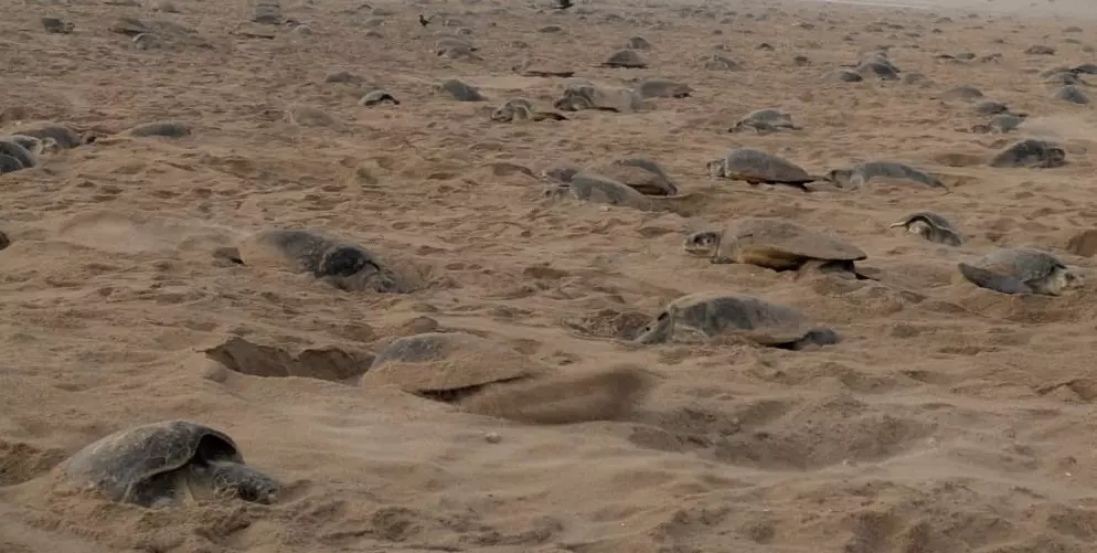 Olive Ridley Turtles Return to Odisha’s Eakakulanasi After 33 Years