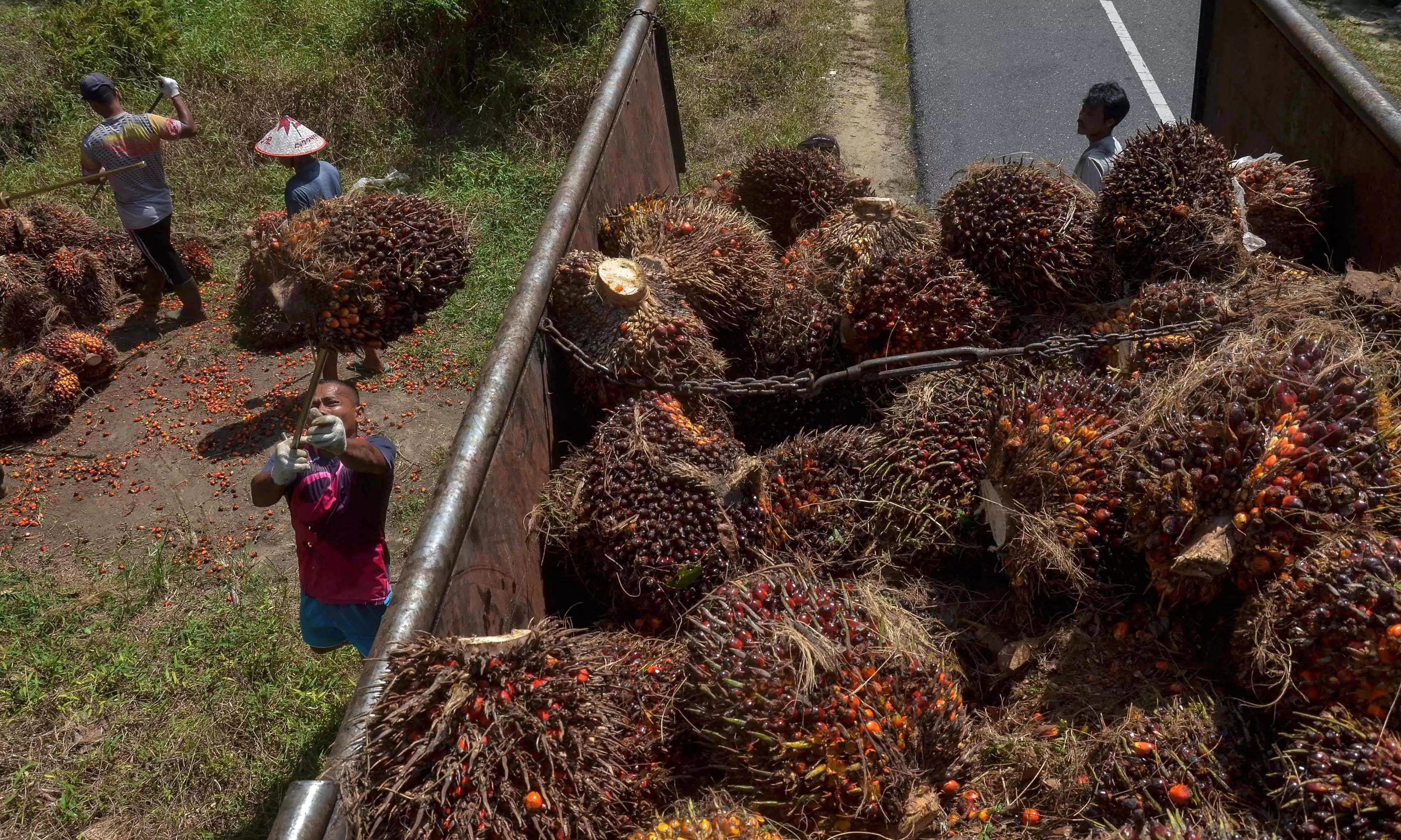 The end of cheap palm oil? Output stalls as biodiesel demand surges