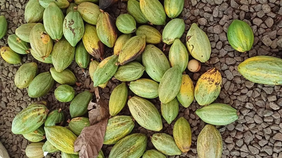 Cocoa prices will likely stay firm on support from weather conditions