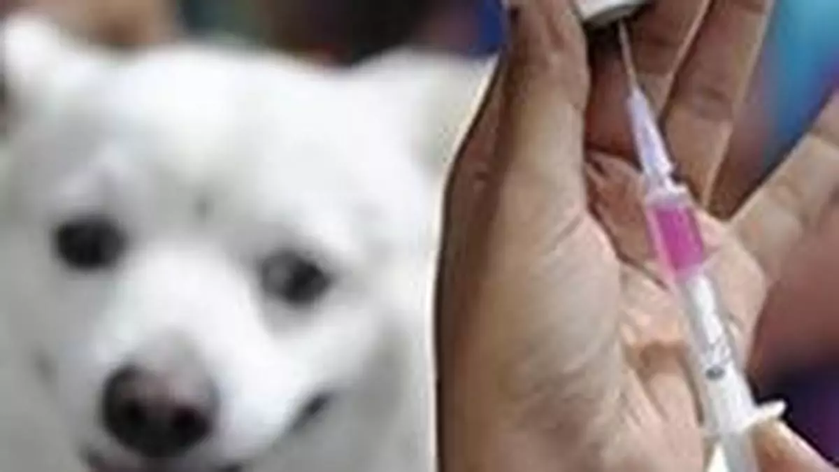 NDDB supplies 3.39 lakh units of animal vaccines to Kenya this year