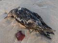 Massive loss of seabirds in Alaska occurres after heat wave in Pacific Ocean