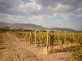 Turning Landmines Into Grapevines In Post-War Azerbaijan