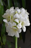 A Winter Season of Colorful Amaryllis Blooms