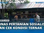 VIDEO Cegah PMK, Dinas Pertanian Sosialisasi dan Cek Kondisi Ternak