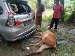 Pencuri Hewan Ternak Berhasil Kabur, Warga Temukan Mobil Hingga Dua Ekor Lembu di Sakti Pidie