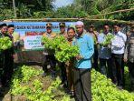 Dukung Ketahanan Pangan, Kapolresta Banda Aceh Panen Perdana Selada di Gampong Lamtadok