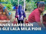 VIDEO - Keseruan Panen Rambutan di Gle Lala, Kecamatan Mila, Pidie