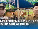 VIDEO - Sapi Yang Terkena PMK di Aceh Timur Mulai Pulih