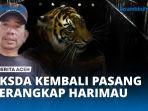 VIDEO - Setelah Mangsa 7 Ternak, BKSDA Kembali Pasang Perangkap Harimau di Aceh Timur