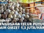 VIDEO - Usaha Telur Burung Puyuh di Aceh Besar, Raih Omset Hingga Rp 1,3 Juta Perhari