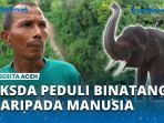 VIDEO Serangan Gajah di Pasie Raya Semakin Parah, BKSDA Lebih Menghargai Binatang Daripada Manusia