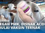 VIDEO - Cegah PMK Meluas, Disnak Aceh Mulai Lakukan Penyuntikan Vaksin Ternak