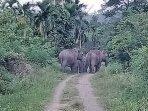 Kawanan Gajah Liar kerap Muncul di Tiga Desa di Nagan Raya