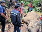 Gajah Liar Ditemukan Mati