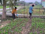 Mahasiswa KKN Unimal Tanami Tanaman Produktif di Aceh Utara, Berdayakan Desa Menuju Ketahanan Pangan