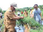 Kendalikan Inflasi, Pj Wali Kota Subulussalam Dorong Peningkatan Produksi Cabai Merah