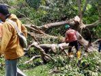 Angin Kencang Tumbangkan Pohon dan Rusakkan Atap Rumah di Sabang