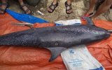 Negros Oriental: Another dead dolphin recovered in Bais City