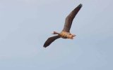 Rare greater white-fronted goose spotted in Ilocos Norte park