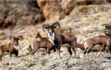 Wild goat population in private protected areas up by 21%