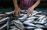 Domestic fish haul dropped 12% in December