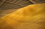 Kazakhstan's Food Corp sees significant grain growth in 2024