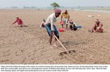 Soaring costs hit onion farmers in Pabna