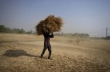 Warmer, drier Feb likely to hit wheat crop: IMD