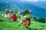 Northeast small tea growers bitter about increasing imports, seek Centre's intervention