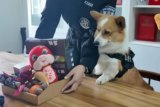 China: Corgi police dog loses bonus for sleeping, peeing on job