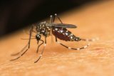 PhilHealth increases coverage for severe dengue to 193%