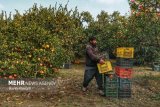 Iran Mazandaran exports 11,000 tons of citrus fruits in 7 mos