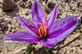 Harvesting saffron in northeast Iran