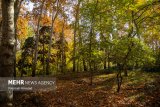 Picturesque Autumn in Tehran