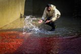 Goldfish to adorn Nowruz tables