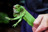 Taiwan invading iguanas: Bounty hunters kill them as numbers soar