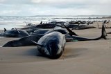 Pod of 157 dolphins stranded on remote Australian beach