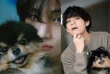 BTS’ V mourns loss of furbaby Yeontan: ‘A long journey to the stars’