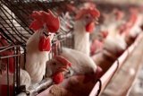 First severe bird flu case in US sparks alarm