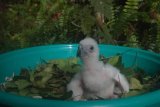 Philippine Eagle: ‘Riley’ is 31st eaglet hatched in Davao facility