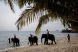 Spanish tourist killed by elephant at Thai sanctuary