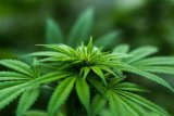 Himachal to become the third state in India to legally cultivate cannabis for industrial and medicinal use