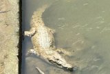 Visuals of crocodile in Kuala Lumpur river go viral online