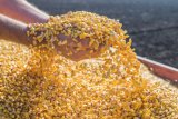 Azerbaijan's corn imports rise in 2024 amidst shifting trade dynamics