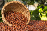 Azerbaijan’s hazelnut exports see value growth despite quantity decline