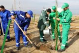 Around 300 evergreen saplings planted to increase green zones