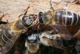 Scientists develop supplement to protect bees from pesticides